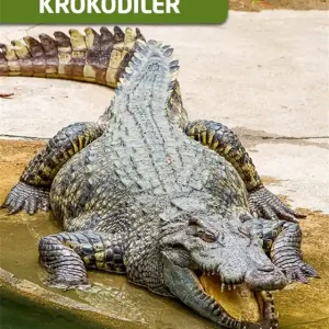 Minifakta om krokodiler (e-bok) av Per Østergaard Begränsat erbjudande
