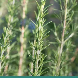 Herbs | 0:e upplagan Erbjudandepris