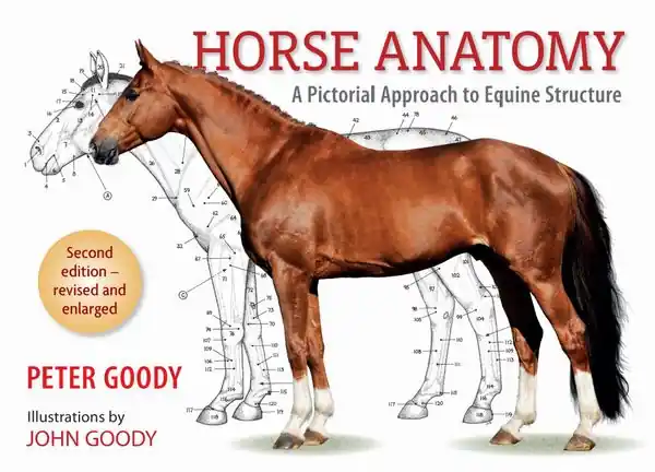 Horse Anatomy | 0:e upplagan Sista chansen