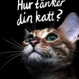 Endast idag Hur tänker din katt? | 0:e upplagan